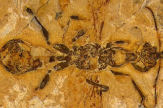 113-Million-Year-Old Hell Ant Unearthed in Brazil: Oldest Ant Ever Found