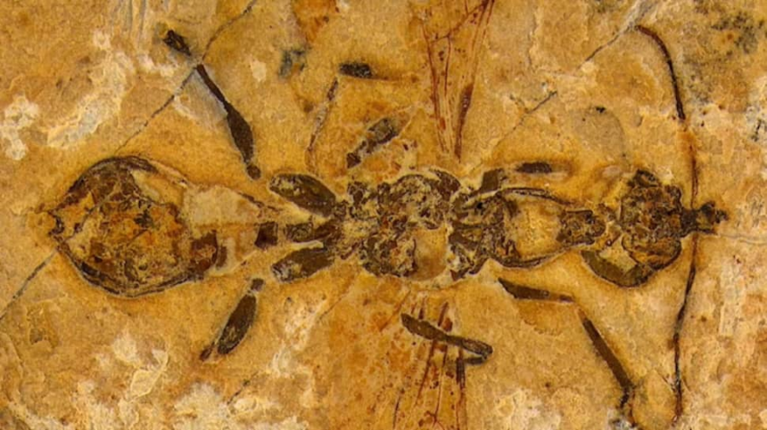 113-Million-Year-Old Hell Ant Unearthed in Brazil: Oldest Ant Ever Found
