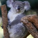 Australian State Culls 700 Starving Koalas After Bushfire, Stoking Controversy