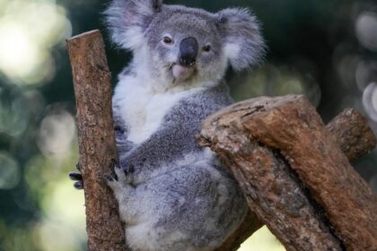 Australian State Culls 700 Starving Koalas After Bushfire, Stoking Controversy