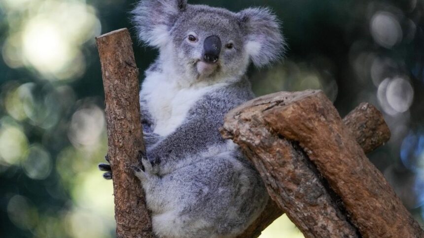 Australian State Culls 700 Starving Koalas After Bushfire, Stoking Controversy