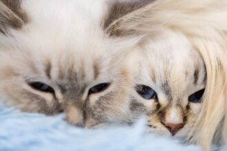 NIV Publishes H5N1 Genome Data in Public Database