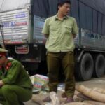 Vietnam Seizes 3 Tons of Smuggled Ivory from South Africa