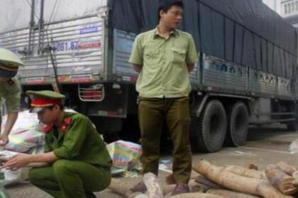 Vietnam Seizes 3 Tons of Smuggled Ivory from South Africa
