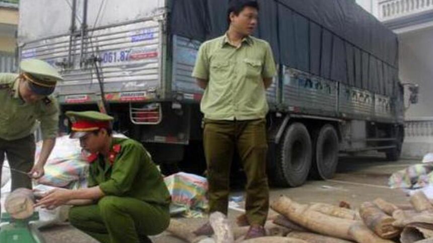 Vietnam Seizes 3 Tons of Smuggled Ivory from South Africa