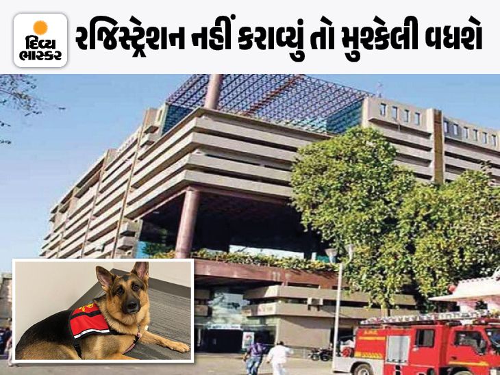 AMCએ લાલઆંખ કરતા પેટ ડોગના માલિકો દોડ્યા:  અમદાવાદમાં એક જ દિવસમાં 330 પેટ ડોગનું રજીસ્ટ્રેશન થયું, 31 મે બાદ નોટિસ અને દંડનીય કાર્યવાહી થશે - Ahmedabad News