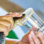 Blood of Man Bitten by Hundreds of Snakes Results in Strong Anti-venom Development