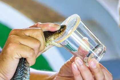 Blood of Man Bitten by Hundreds of Snakes Results in Strong Anti-venom Development