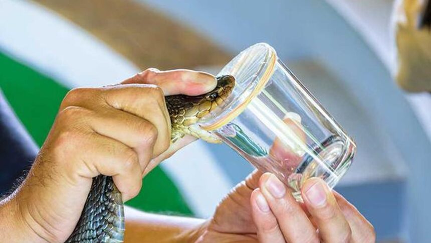 Blood of Man Bitten by Hundreds of Snakes Results in Strong Anti-venom Development