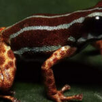 Copper-legged Blue Frog from Poison Dart Family Discovered in Amazon Rainforest