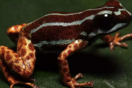 Copper-legged Blue Frog from Poison Dart Family Discovered in Amazon Rainforest