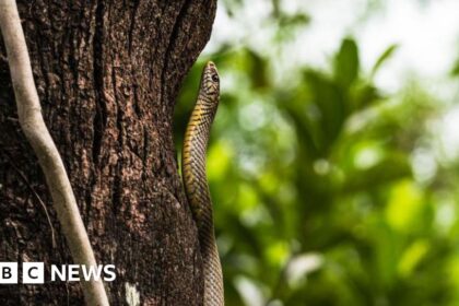 Dead Snake Found in School Meal Linked to Children's Illnesses