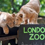 Discover the Enchanting World of London Zoo: A Wildlife Paradise Unveiled