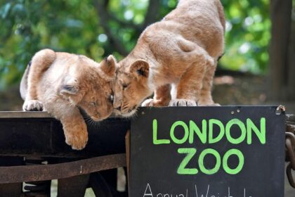 Discover the Enchanting World of London Zoo: A Wildlife Paradise Unveiled