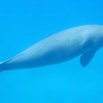 Farmers of the Sea: Protecting India's Dugongs as a Conservation Priority