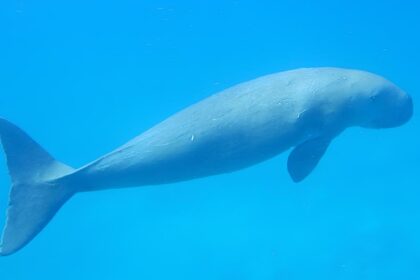 Farmers of the Sea: Protecting India's Dugongs as a Conservation Priority