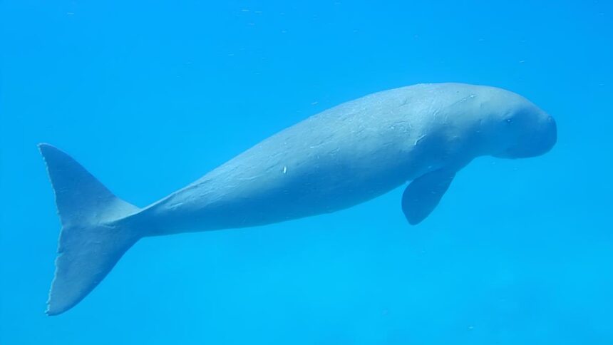 Farmers of the Sea: Protecting India's Dugongs as a Conservation Priority