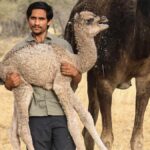 Four killed in road accident in Rajasthan's Jaisalmer, including wildlife activist Radheshyam Pemani