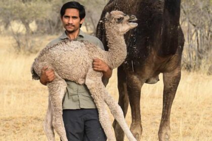 Four killed in road accident in Rajasthan's Jaisalmer, including wildlife activist Radheshyam Pemani