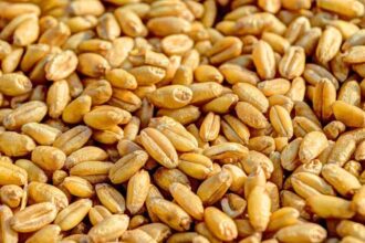 India’s Foodgrain Production Surges 6.8% to Reach 1,663.9 Lakh Tonnes in FY25