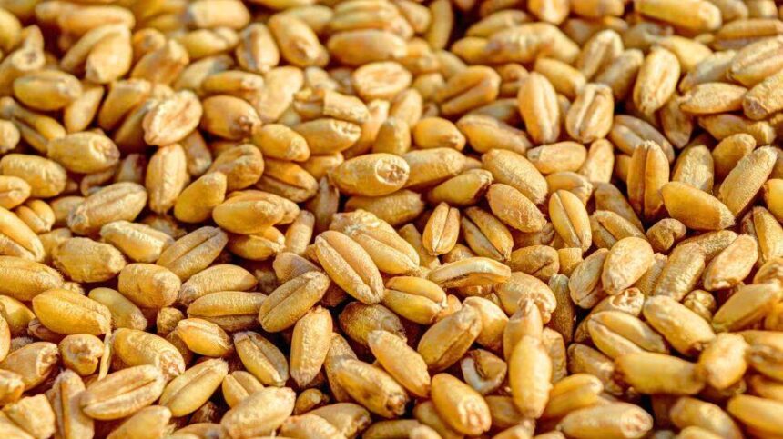 India’s Foodgrain Production Surges 6.8% to Reach 1,663.9 Lakh Tonnes in FY25