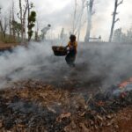 India's Forest Rights Act Provides a Competitive Edge in the Face of Biodiversity Threats