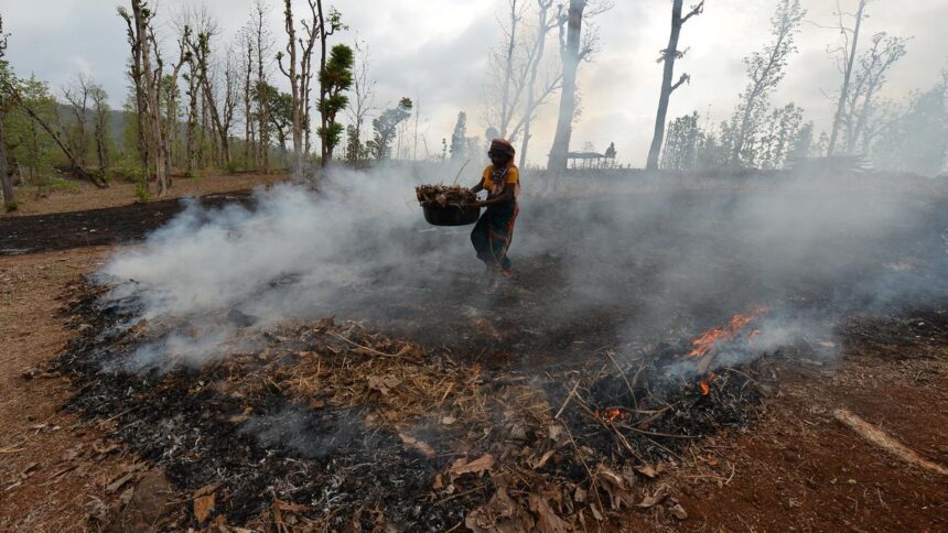 India's Forest Rights Act Provides a Competitive Edge in the Face of Biodiversity Threats