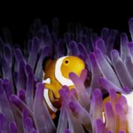 Marine Heatwave Forces Clownfish to Suckle Small Fish for Survival