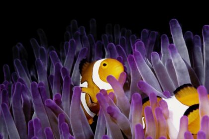 Marine Heatwave Forces Clownfish to Suckle Small Fish for Survival