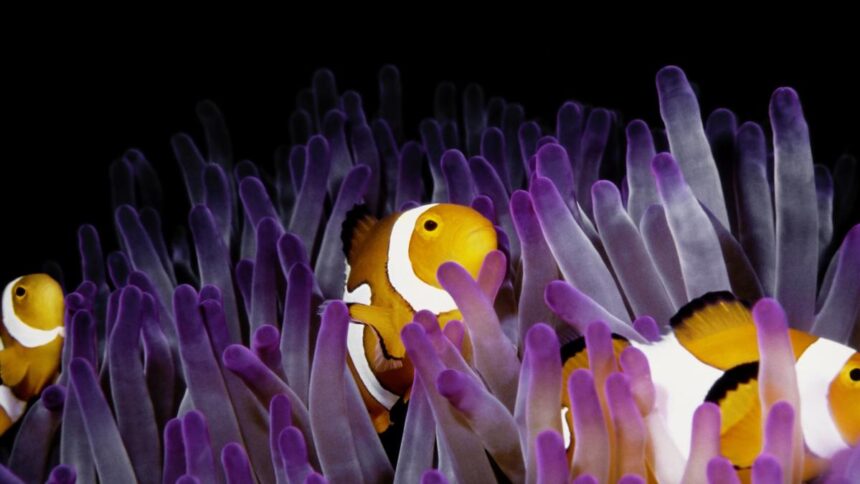 Marine Heatwave Forces Clownfish to Suckle Small Fish for Survival