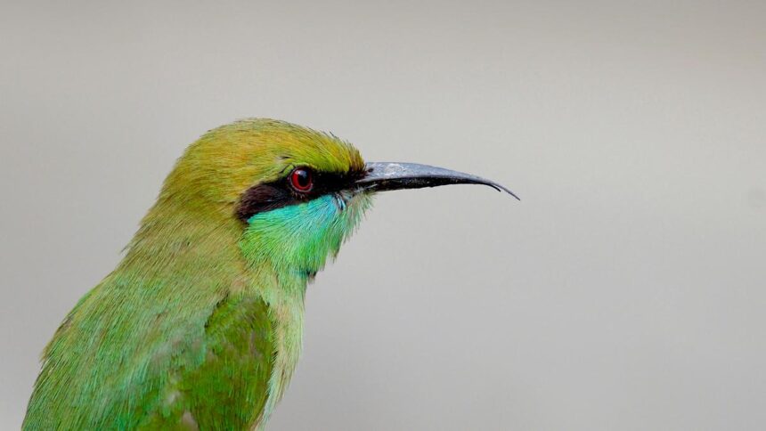 Mathematical Rule Shaped Bird Beaks for 200 Million Years