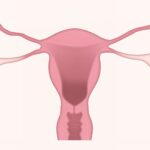 Menstrual Phase and Vaccine Timing Linked to Minor Cycle Shifts