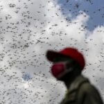 New Model Reveals Locusts Make Complex Decisions in Deadly Swarms