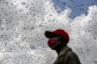 New Model Reveals Locusts Make Complex Decisions in Deadly Swarms