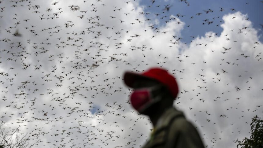 New Model Reveals Locusts Make Complex Decisions in Deadly Swarms