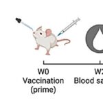 Novel Intranasal Vaccine Technology Demonstrates Promise for Broad Protection Against Respiratory Viruses