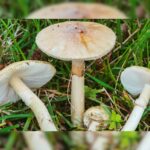 Scientists Discover Fungi Can Communicate Through A Mushroom Language, Deciphering Their Secret Code Of 50 Words