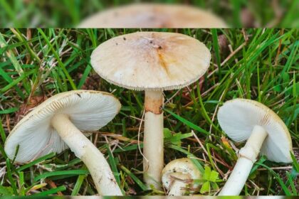 Scientists Discover Fungi Can Communicate Through A Mushroom Language, Deciphering Their Secret Code Of 50 Words
