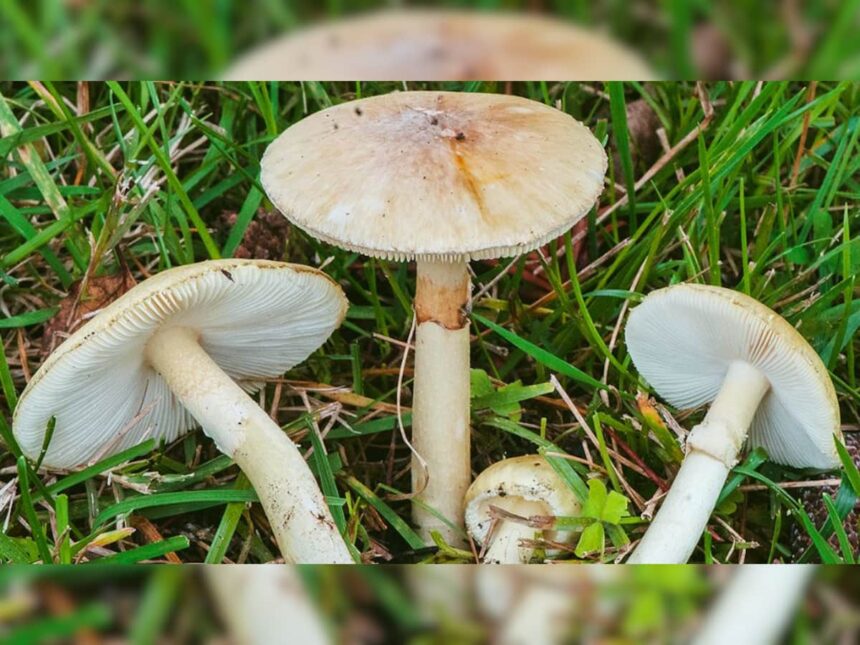 Scientists Discover Fungi Can Communicate Through A Mushroom Language, Deciphering Their Secret Code Of 50 Words