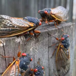 Seventeen Years Later, Brood XIV Cicadas Make Their Debut in the United States
