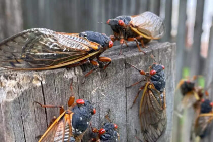 Seventeen Years Later, Brood XIV Cicadas Make Their Debut in the United States