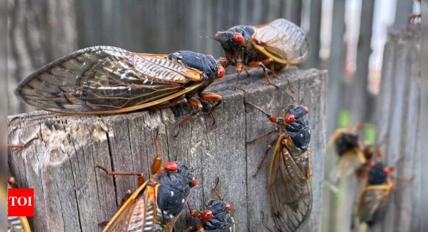 Seventeen Years Later, Brood XIV Cicadas Make Their Debut in the United States