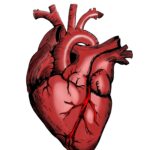 Shingles Vaccine Reduces Heart Disease Risk for Up to Eight Years, Study Finds