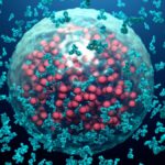 Study Finds Lab-Created Antibody Effective in Preventing Severe Respiratory Illness in Infants