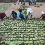 Tendu Patta Collection Target Unchanged in Chattisgarh for 2025