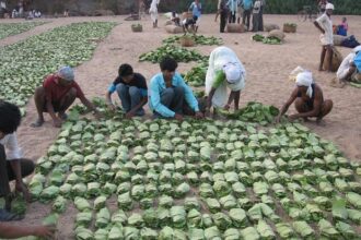 Tendu Patta Collection Target Unchanged in Chattisgarh for 2025