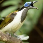 Urban Birds with Distinctive Colors: Successful vs. Unsuccessful