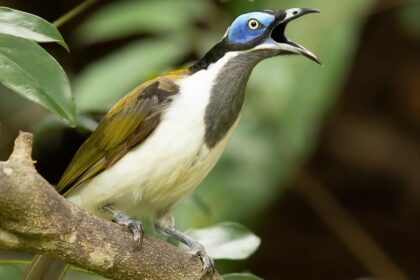 Urban Birds with Distinctive Colors: Successful vs. Unsuccessful