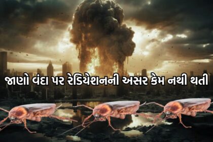પરમાણુ હુમલાથી વંદાઓ મળતા કેમ નથી?