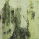 Black Mold: Is It As Bad A Toxicologist Reveals?